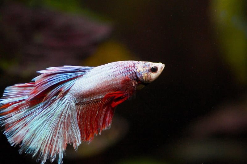Relaxing aquarium scene